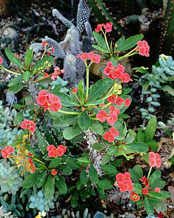 crown of thorns