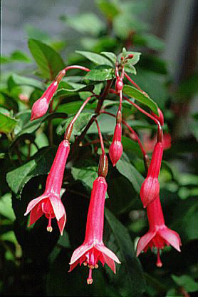 fuchsia 'Billy Green'