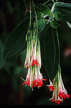 white Bolivian fuchsia
