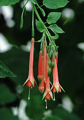 brilliant fuchsia