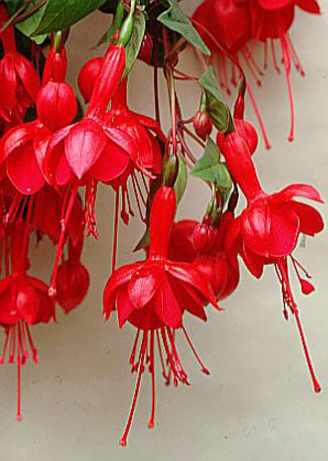 fuchsia 'Marinka'