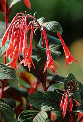 fuchsia 'Thalia'