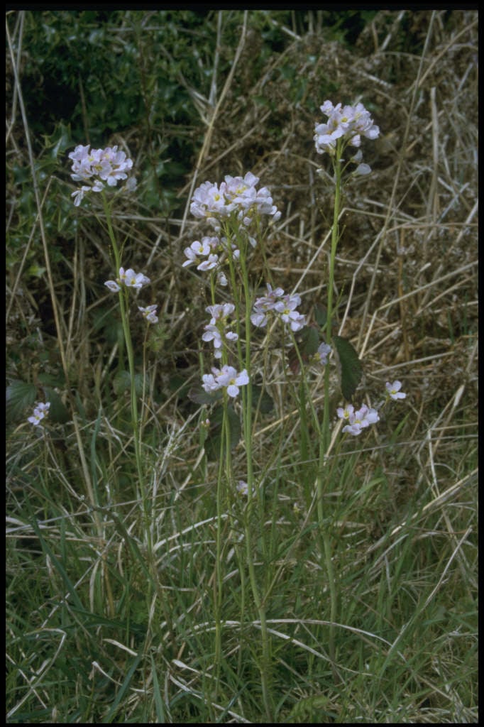 cuckoo flower