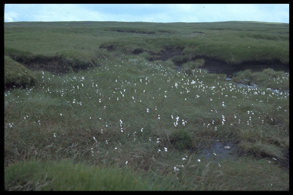 Eriophorum angustifolium