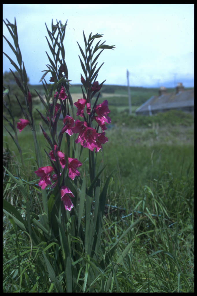 Gladiolus communis subsp. byzantinus Byzantine gladiolus/RHS Gardening