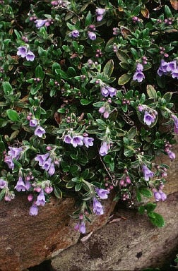 olive-leaved gromwell