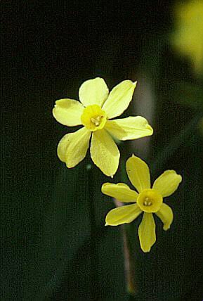 jonquil