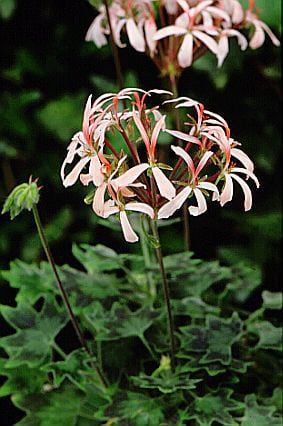 geranium 'Bird Dancer'