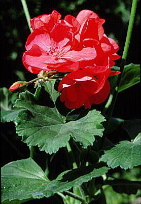 pelargonium rhs