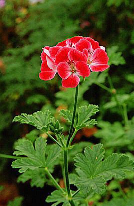 geranium 'Paton's Unique'