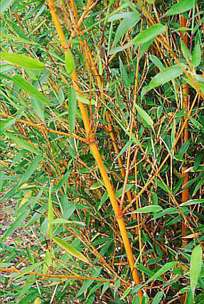 golden groove bamboo 'Aureocaulis'