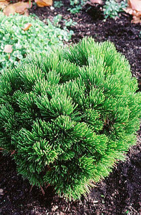 Bosnian pine 'Smidtii'