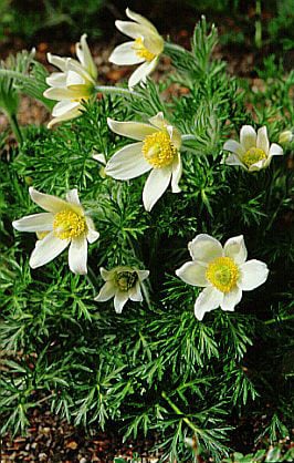 white pasqueflower