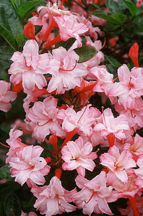 Rhododendron 'Corneille' (G/d)|rhododendron 'Corneille'/RHS Gardening