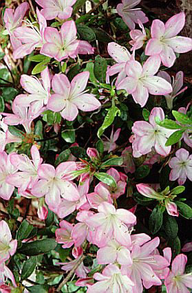 rhododendron 'Irohayama'