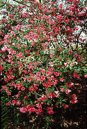 Rhododendron (Winsome Group) 'Winsome'|rhododendron 'Winsome'/RHS Gardening