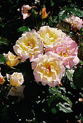 rose [Champagne Cocktail]
