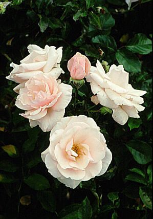 rose [Many Happy Returns]