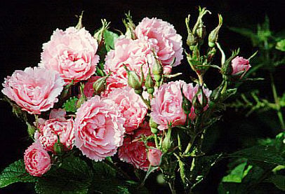 rose 'Pink Grootendorst'