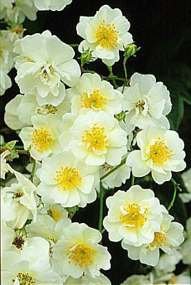 rose 'Seagull'