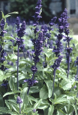 mealy sage 'Victoria'