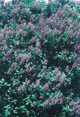 lilac 'Charles Joly'