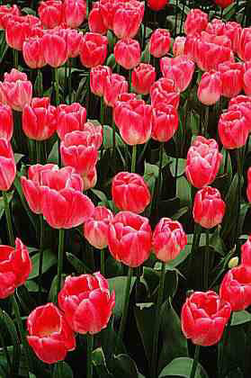 tulip 'Dreamland'