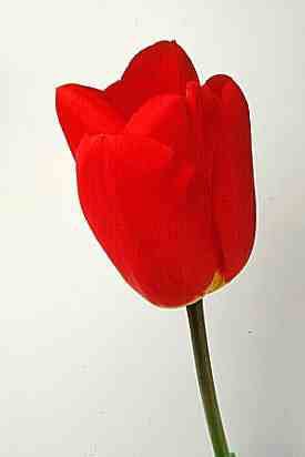 tulip 'Oxford'