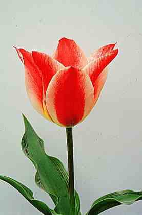 tulip 'Plaisir'