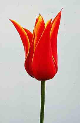 tulip 'Queen of Sheba'