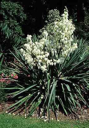 Spanish dagger