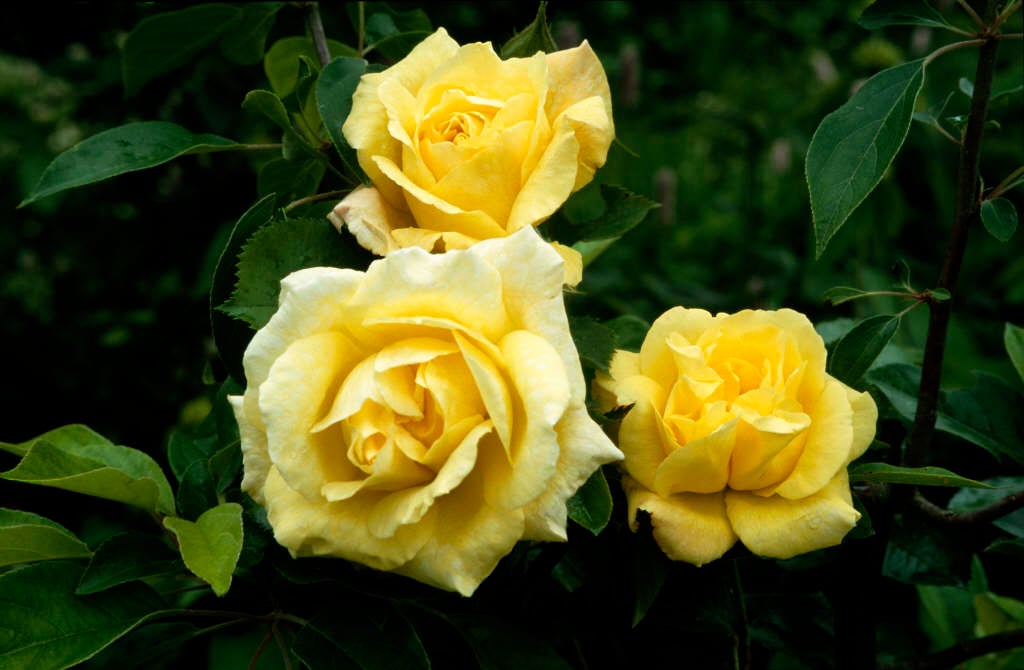 Rosa &Easlea&s Golden Rambler& (Ra) | rose &Easlea&s Golden Rambler ...