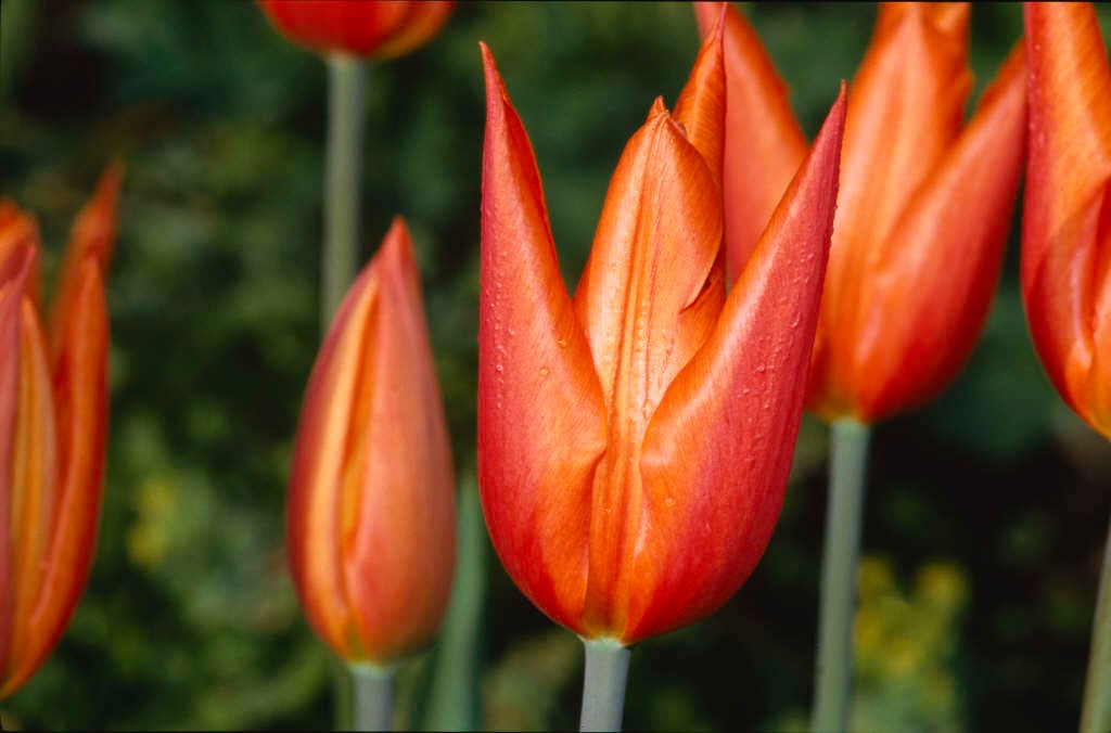 Tulipa &Ballerina& (6) tulip &Ballerina& Bulbs/RHS Gardening