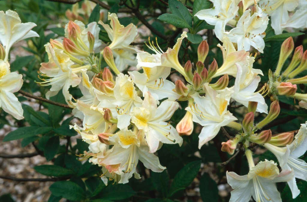 rhododendron 'Daviesii'