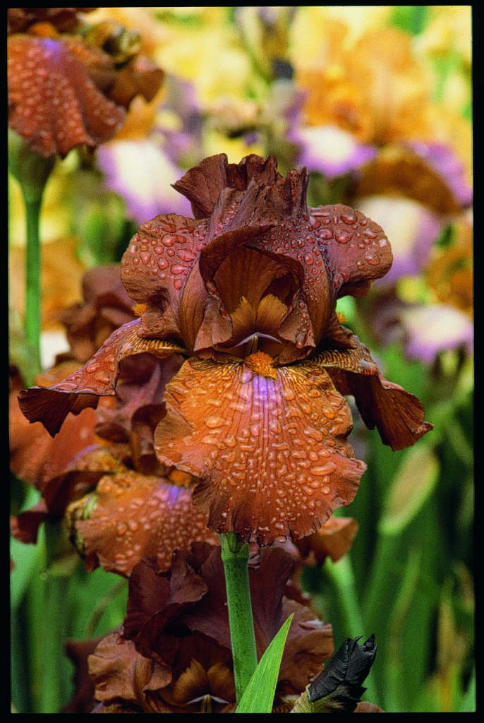 iris 'Tintinara'