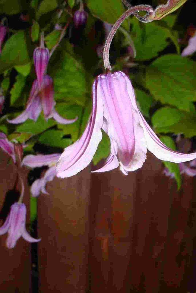 clematis 'Rosea'