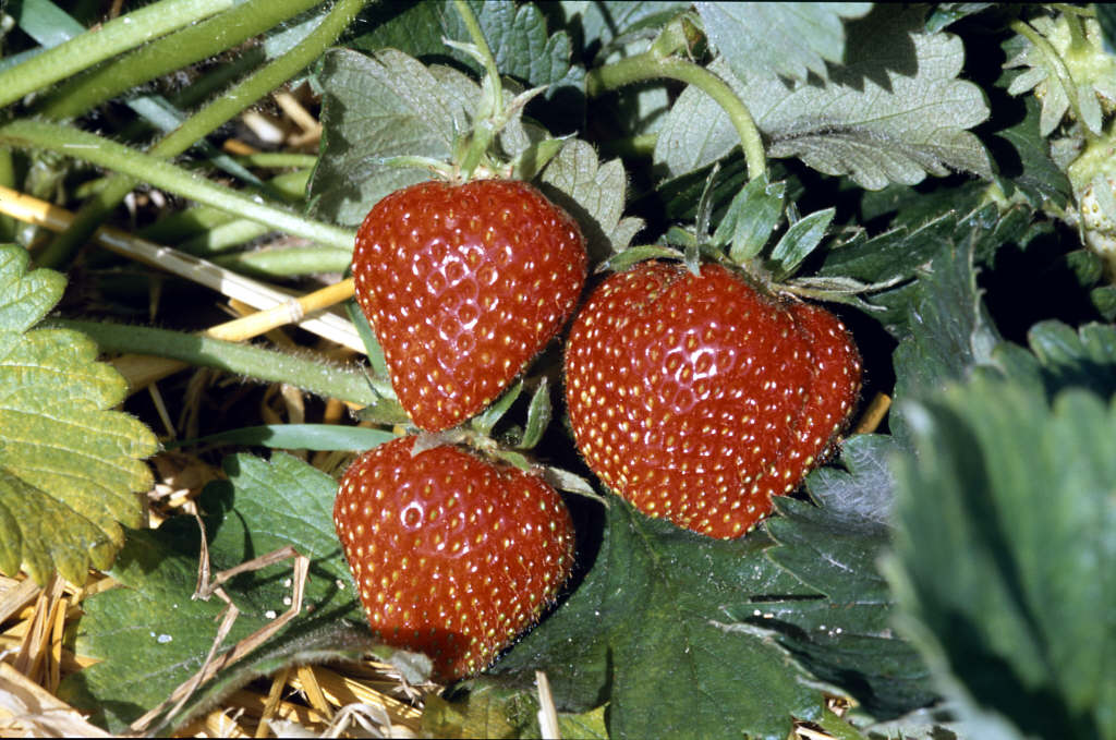 strawberry 'Hapil'