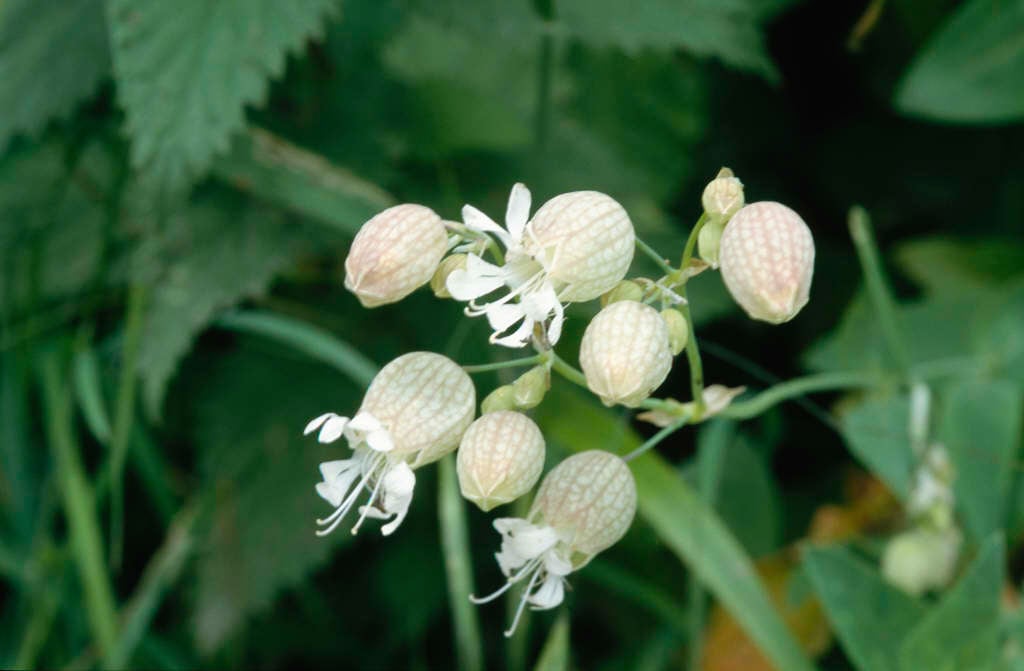 50 Silene vulgaris  Seeds Bladder Campion Seeds 