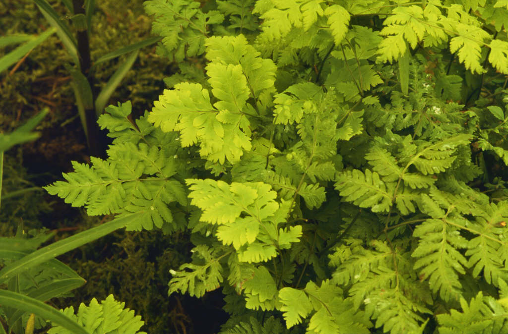 oak fern