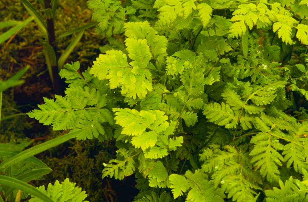 oak fern
