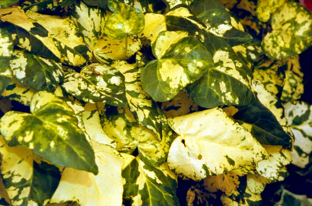 ivy 'Midas Touch'