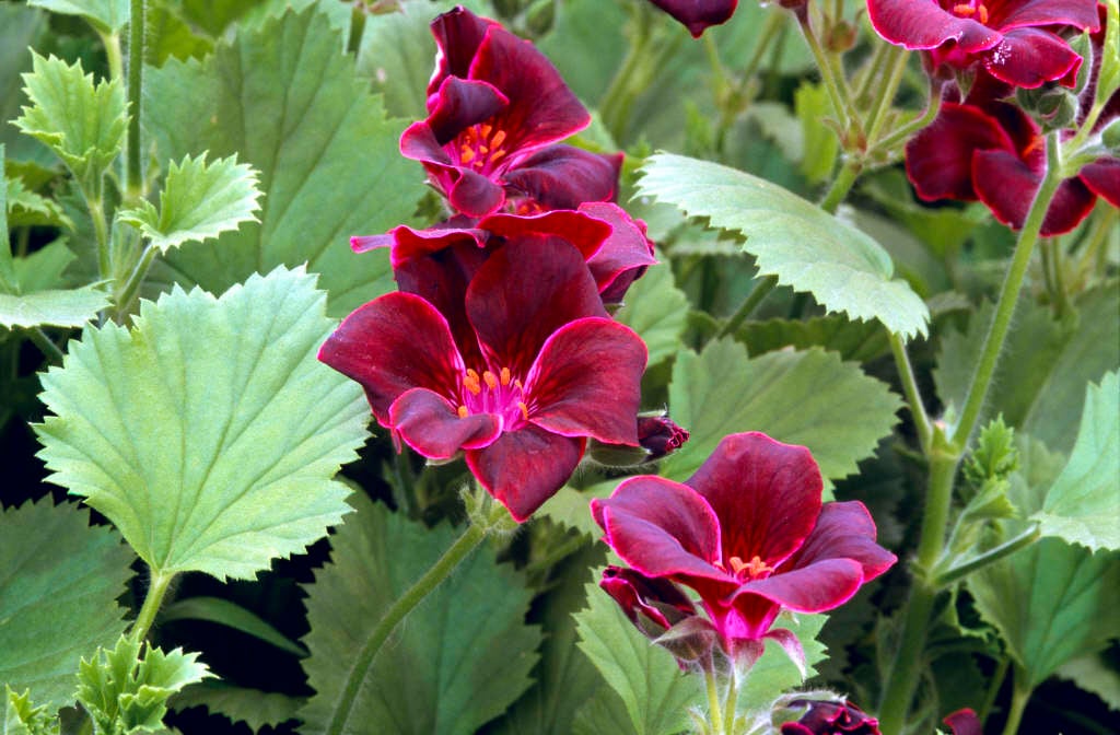 Pelargonium Lord Bute R Pelargonium Lord Bute RHS Gardening   WSY0042506 5808 