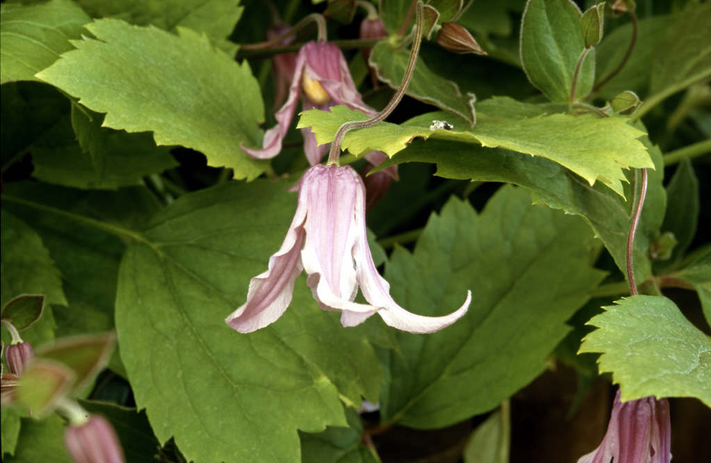 clematis 'Rosea'