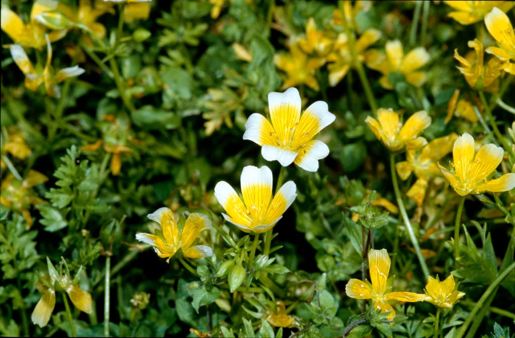 Limnanthes douglasii poached egg flower/RHS Gardening