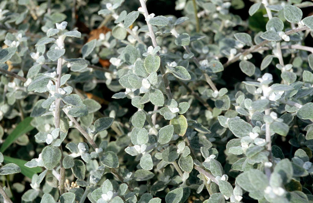 everlasting flower 'Goring Silver'