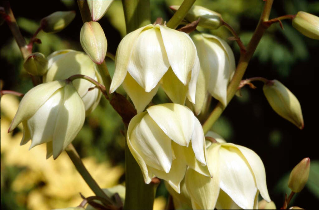 Spanish dagger