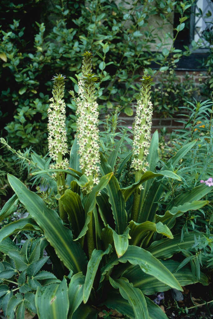 punctata pineapple lily Bulbs/RHS Gardening