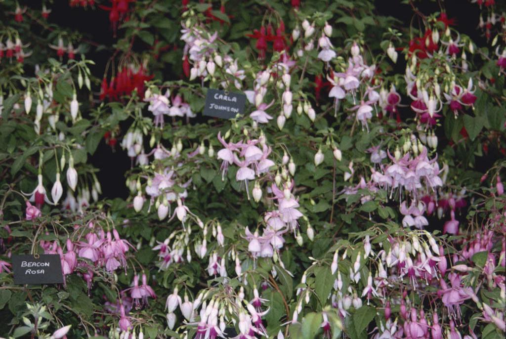 fuchsia 'Carla Johnston'