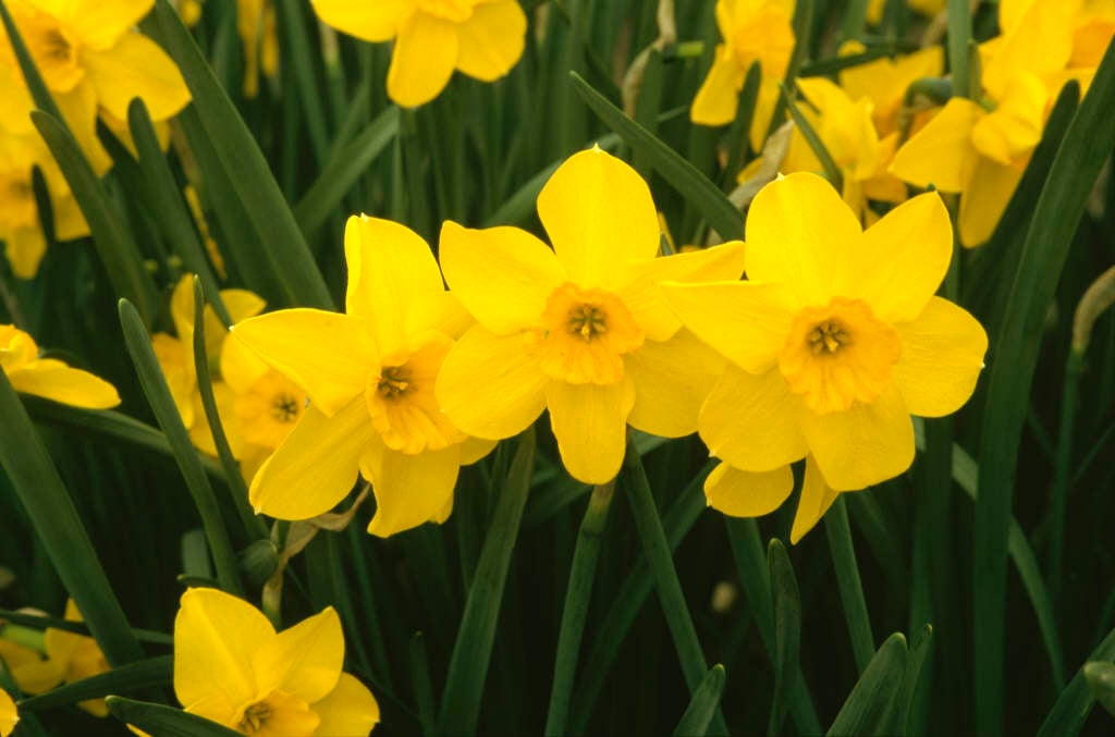 Narcissus &Whipcord& (7) | daffodil &Whipcord& Bulbs/RHS