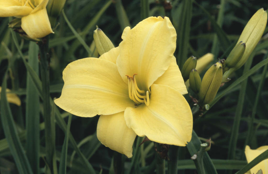 daylily 'Berlin Lemon'